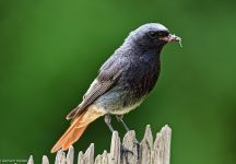 Hausrotschwanz Garten FKB